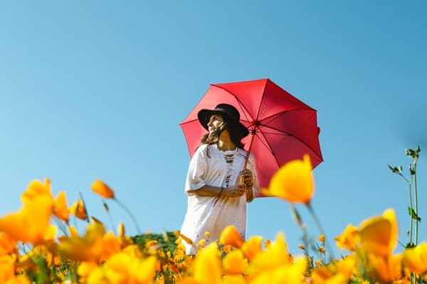赤い日傘を差し黒い帽子を被って黄色い花畑を歩く女性の画像