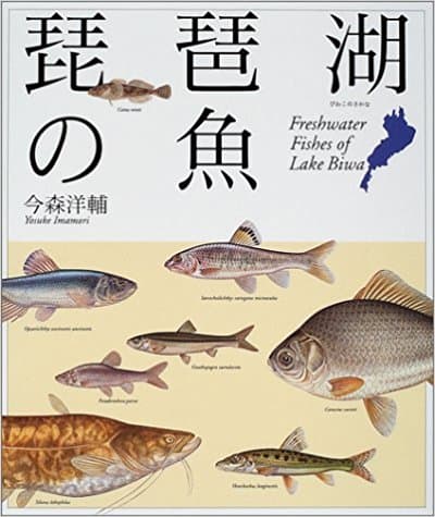 琵琶湖の魚の画像