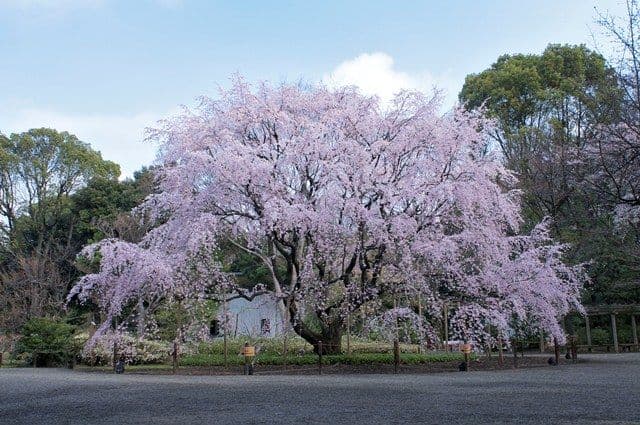 六義園 桜 画像