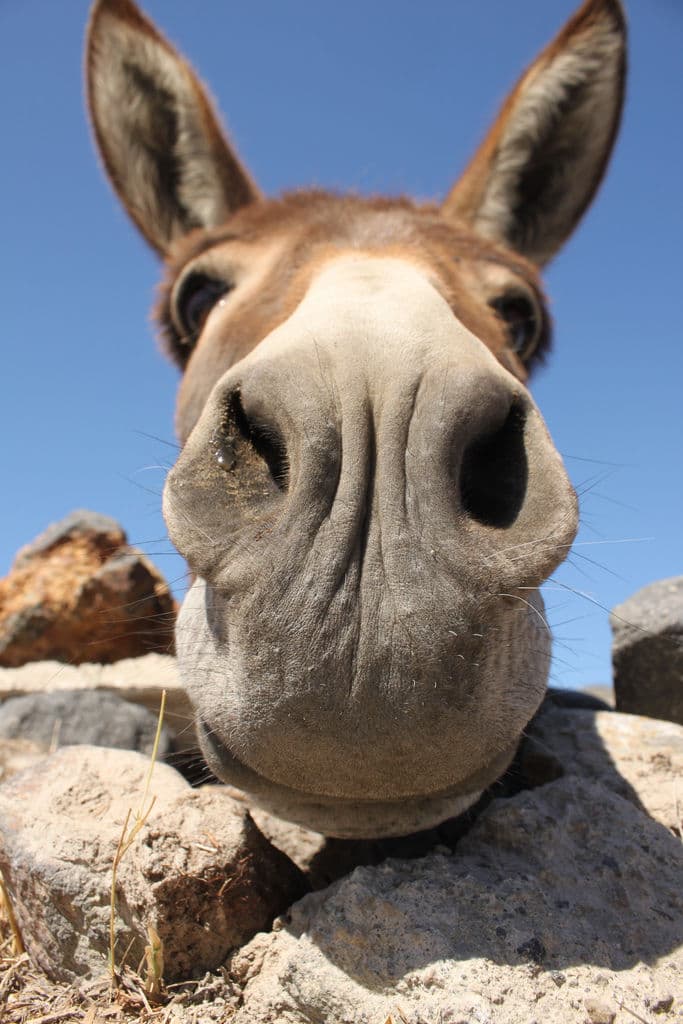 Santorini's donkey By Klearchos Kapoutsis
