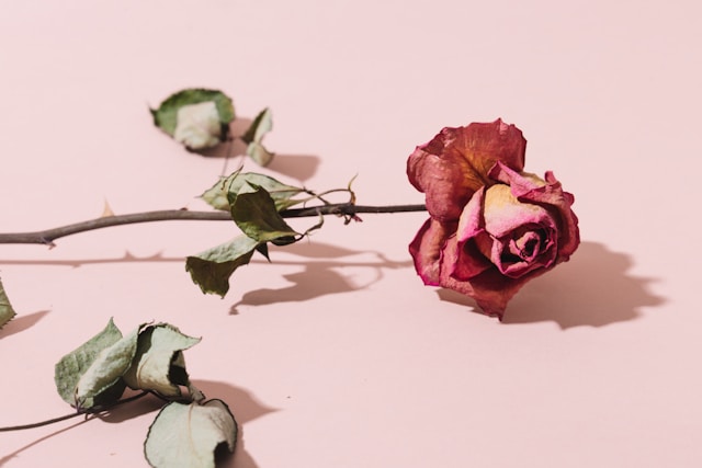 愛のあるセックス、一夜限りのセックスがこんなに違うのはなぜ？／BETSY